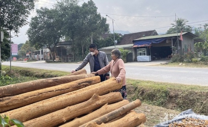 Một hộ dân bị bóc trộm 30 cây quế, đành phải đốn hạ mang về bán làm gỗ. Ảnh: Tiến Hùng