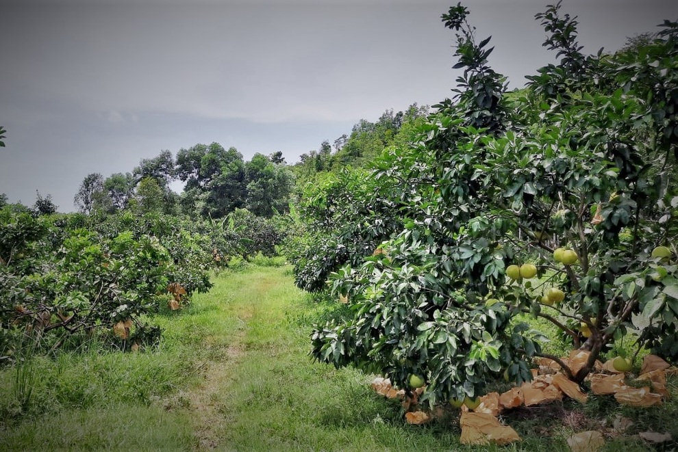Bưởi đặc sản rớt giá, khó tiêu thụ, người trồng ngồi trên đống lửa - 5 Bưởi đặc sản rớt giá, khó tiêu thụ, người trồng ngồi trên đống lửa - 5