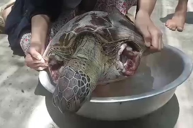 Xác rùa biển quý hiếm bị cắt cụt 2 chi trước
