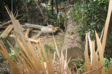 Khởi tố vụ 23 cây dổi lâu năm bị đốn hạ không thương tiếc