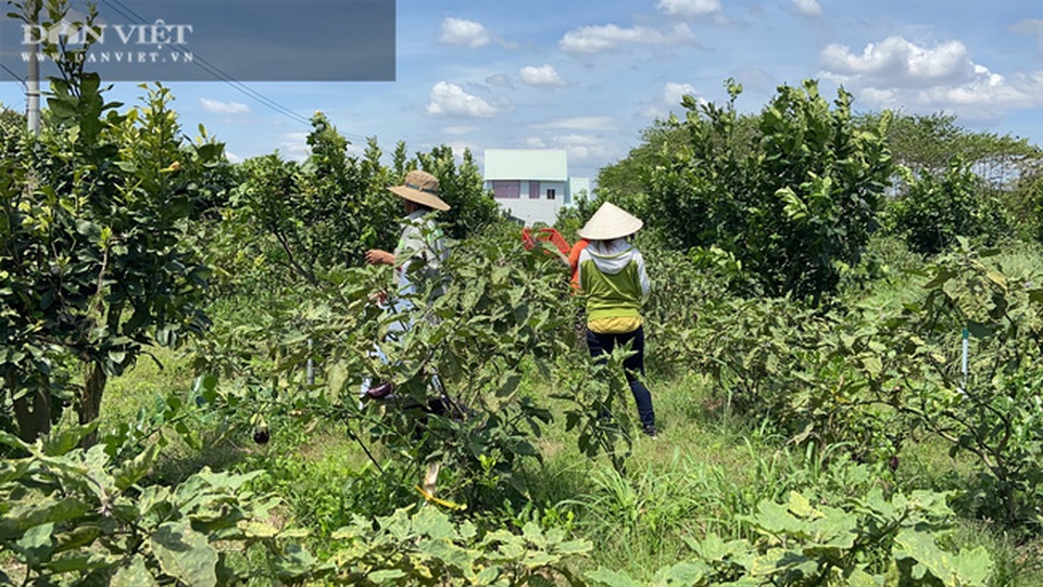 Đồng Nai: Chàng trai bỏ phố về quê trồng chanh, chỉ vặt lá bán cũng thu tiền tỷ - 5 Đồng Nai: Chàng trai bỏ phố về quê trồng chanh, chỉ vặt lá bán cũng thu tiền tỷ - 5