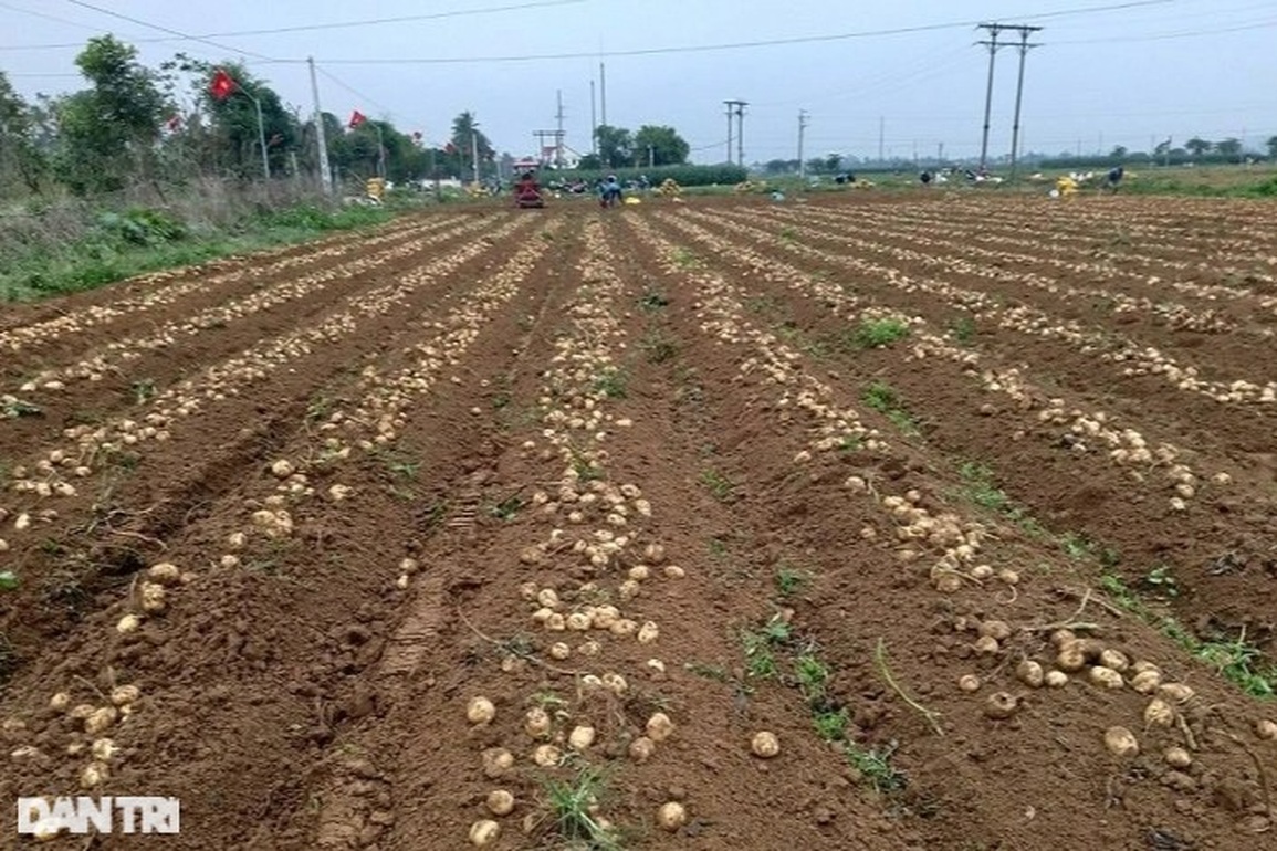 Giá khoai tây tăng, đầu năm nông dân bỏ túi hàng chục triệu đồng - 2