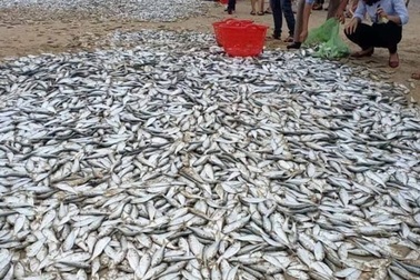 Ngư dân kể lại thời khắc phát hiện đàn cá khổng lồ