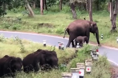 Voi mẹ hướng dẫn con băng qua đường một cách cẩn thận