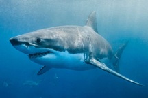 Cá mập từng "suýt" bị tuyệt chủng 19 triệu năm trước