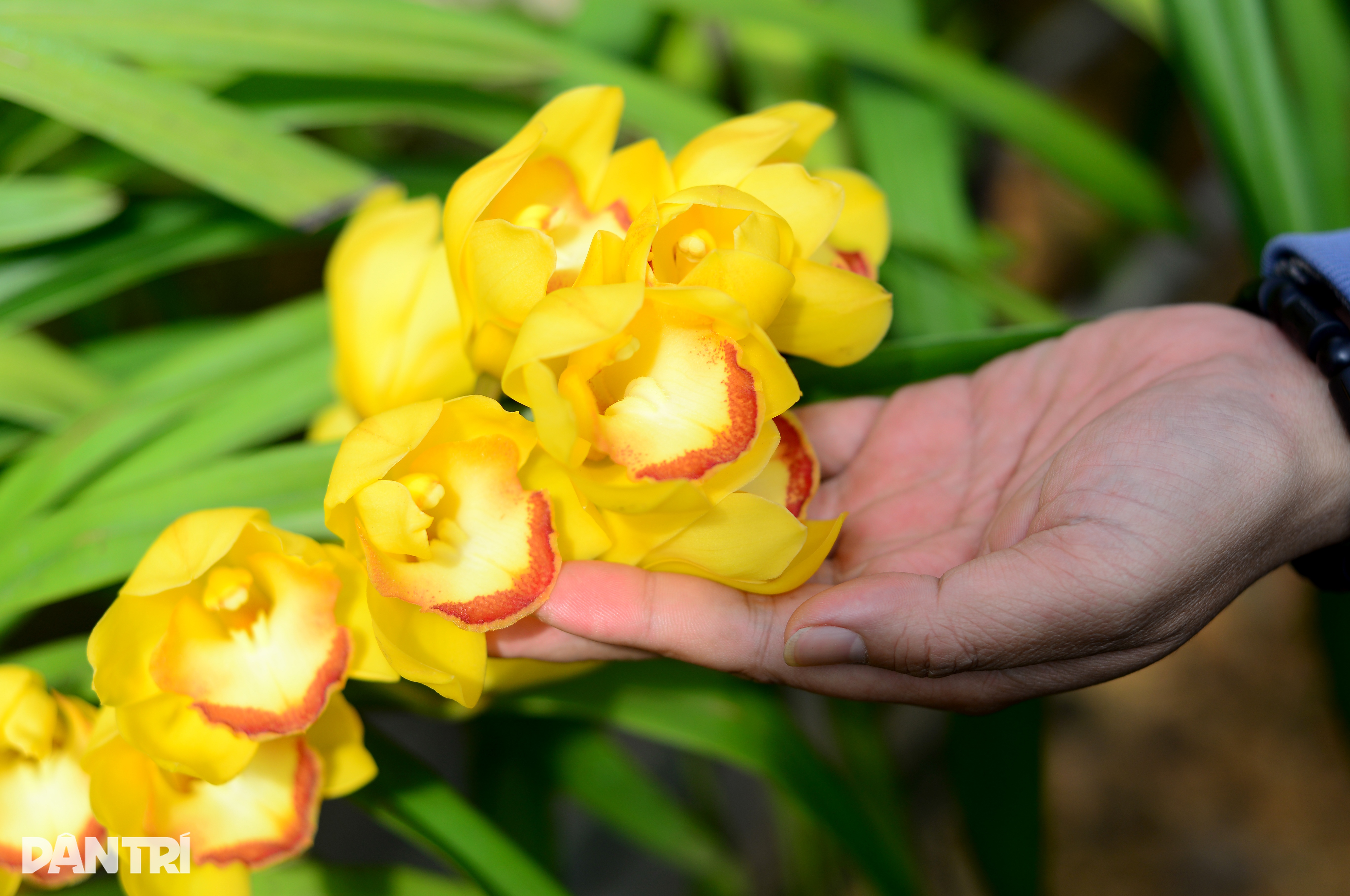 500,000 VND/برانچ کی قیمت والے پھول پیدا کرنے والے گاؤں نے ٹیٹ سیزن جیت لیا - 2 Làng sản xuất loại hoa có giá 500.000 đồng/cành thắng lợi vụ Tết - 2