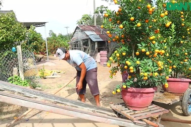 Nghề bốc quất thuê Hội An gặp khó, việc làm thì ít nhưng lao động thì nhiều