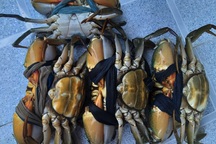 Giá bán tăng cao không tưởng, đặc sản cua Cà Mau "thắng đậm" vụ Tết