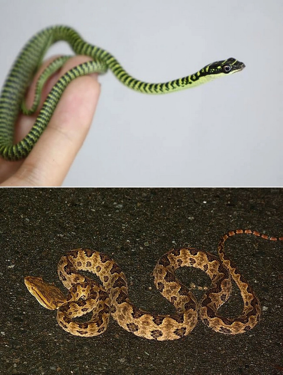 Loài rắn vô hại nhưng thường bị hiểu lầm là cực độc tại Việt Nam - 3