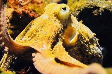 Bạch tuộc là sinh vật ngoài hành tinh, đến Trái đất nhờ sao Chổi?