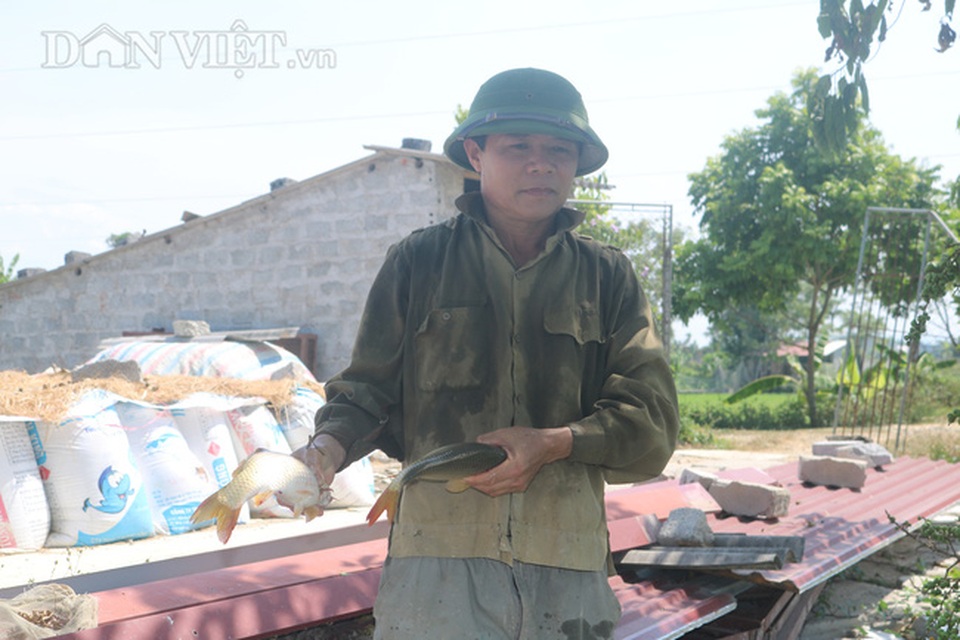 Nuôi cá chép lai thâm canh, nông dân Thanh Hóa lời 150 triệu đồng/ha - 5 Nuôi cá chép lai thâm canh, nông dân Thanh Hóa lời 150 triệu đồng/ha - 5