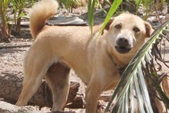 Một con chó vô chủ cắn càn 7 người