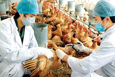 Việt Nam: Lần đầu phát hiện cúm gia cầm A/H5N6 từng gây tử vong trên người