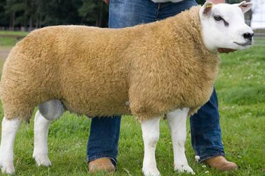 "Sốc" vì một con cừu có giá 376.000 USD