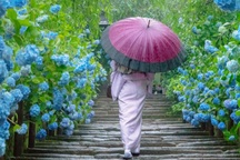 Những vườn hoa cẩm tú cầu đẹp như tranh vẽ gần Thủ đô Tokyo