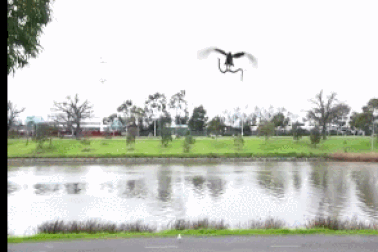 Hoảng hồn vì rắn “trên trời rơi xuống” trong bữa tiệc nướng ngoài trời