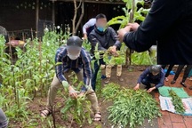 Hà Nội: Một hộ dân trồng hơn 300 cây thuốc phiện ở vườn nhà để ngâm rượu