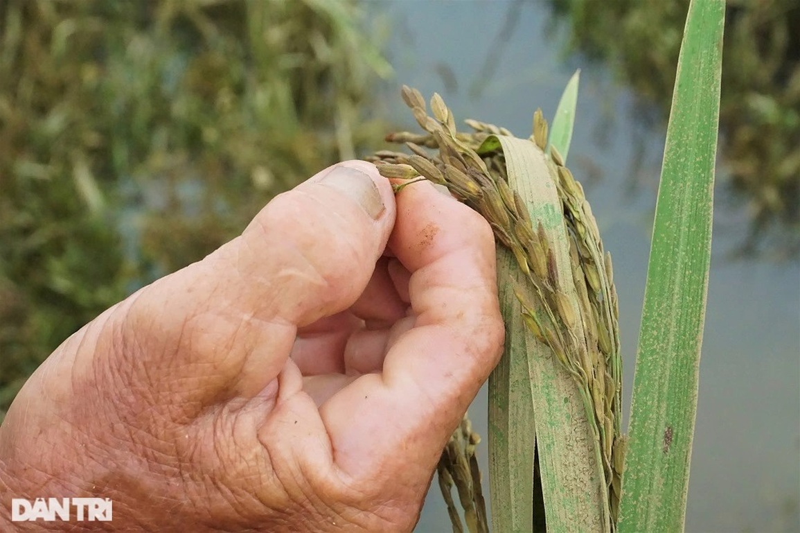 Nông dân bật khóc, bất lực nhìn mưa lũ cướp đi sản nghiệp - 6 Nông dân bật khóc, bất lực nhìn mưa lũ cướp đi sản nghiệp - 6