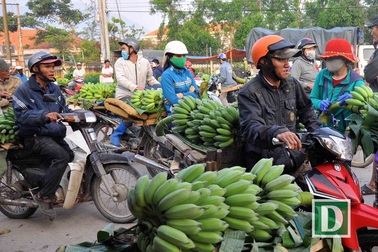 Phiên chợ chuối chỉ họp vào dịp Tết, lớn nhất Nam Trung Bộ