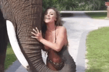 Clip: “Đỏ mặt” với chú voi nghịch ngợm trêu chọc cô gái mặc bikini