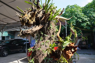 "Choáng" với gốc lan phi điệp tạo dáng rồng, giá ngót nghét bạc tỷ ở Hà Nội