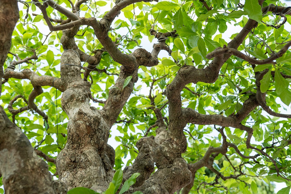 Chiêm ngưỡng cây lộc vừng 5 thân ngũ phúc khiến đại gia phát sốt - 4 Chiêm ngưỡng cây lộc vừng 5 thân ngũ phúc khiến đại gia phát sốt - 4