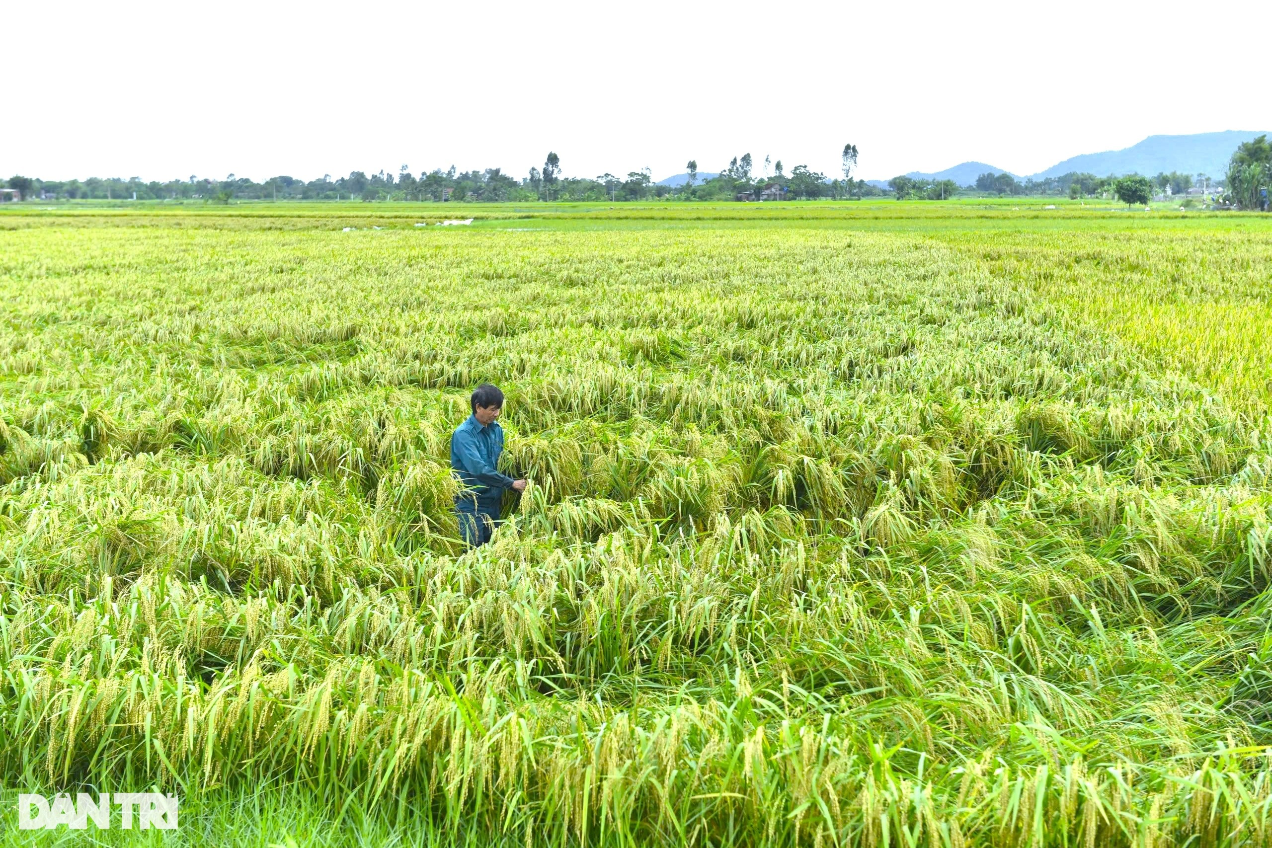 View - Nông dân nhìn trời... khóc hậu bão Yagi | Báo Dân trí