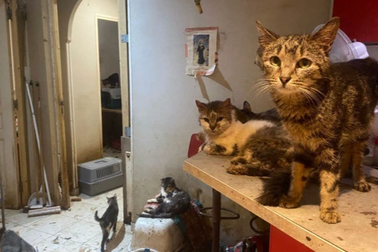 Hội chứng "tích vật nuôi" và cuộc chiến giành không gian sống ở chung cư