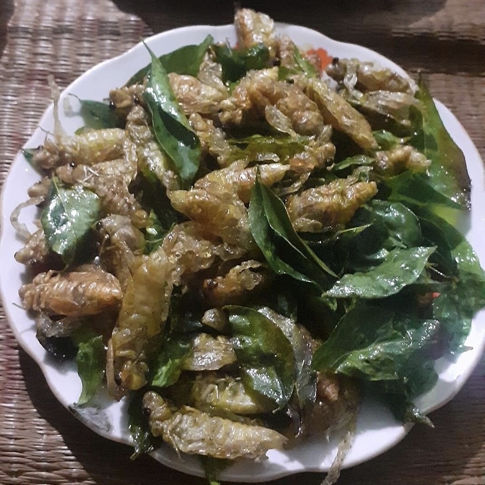 Ve sầu giá nửa triệu đồng/kg: Côn trùng thôn quê hạ cánh trên bàn nhậu - 2 Ve sầu giá nửa triệu đồng/kg: Côn trùng thôn quê hạ cánh trên bàn nhậu - 2