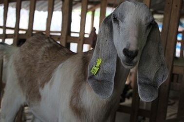 Mới lạ dịch vụ cho thuê... dê chơi Tết Ất Mùi