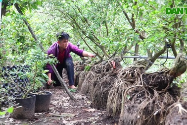 Mang linh sam trên núi xuống trồng bờ sông, thanh niên bất ngờ thành tỷ phú
