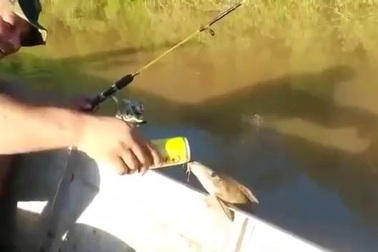 Cá nhảy khỏi hồ để uống... bia