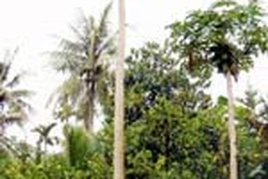 Cây đu đủ cao 12 mét 