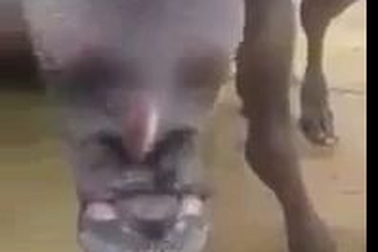 Dê mặt người khiến dân làng hoảng sợ