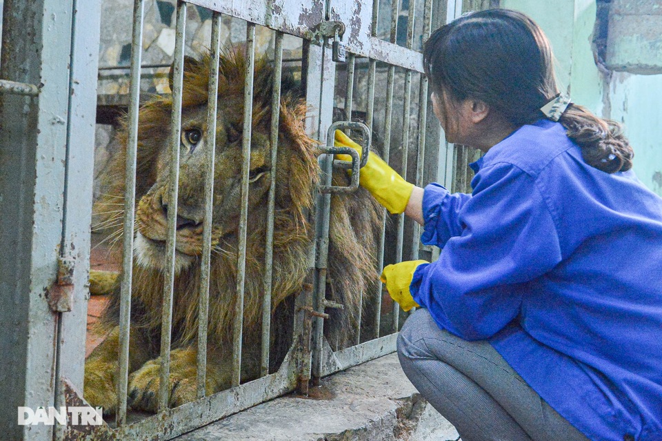 Lạ lùng người phụ nữ 20 năm tắm cho hổ, bắt rận cho sư tử - 2 Lạ lùng người phụ nữ 20 năm tắm cho hổ, bắt rận cho sư tử - 2