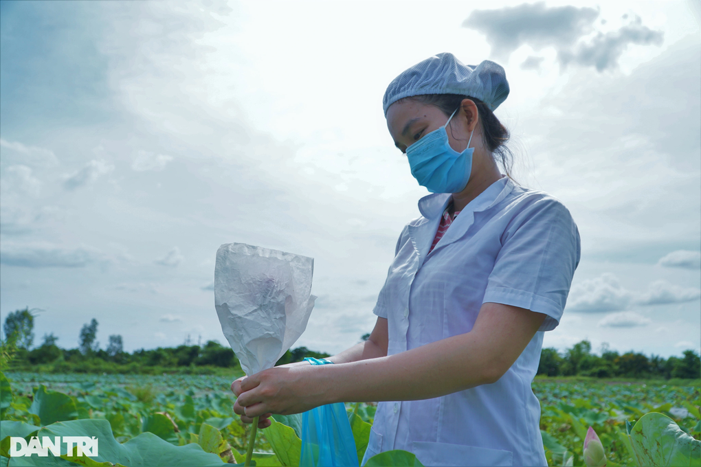 Đưa trà nuôi trong bông sen giữa đầm xuất ngoại, thu lãi khủng - 3 Đưa trà nuôi trong bông sen giữa đầm xuất ngoại, thu lãi khủng - 3