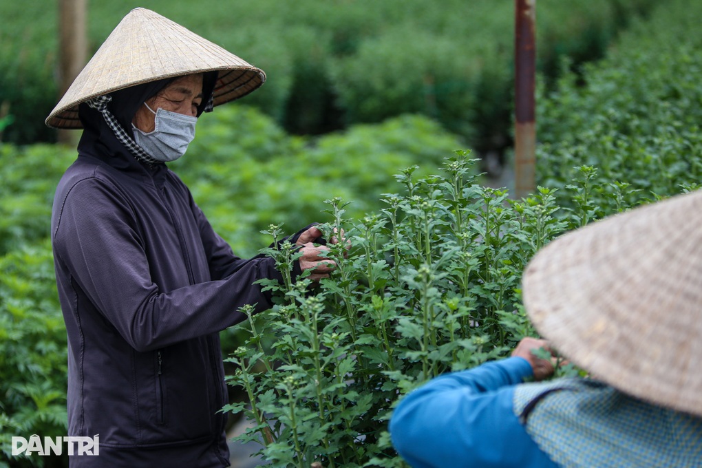 Làng hoa lớn nhất Đà Nẵng đỏ mắt tìm nhân công, dù trả lương cao - 7 Làng hoa lớn nhất Đà Nẵng đỏ mắt tìm nhân công, dù trả lương cao - 7