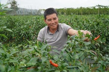 Cận Tết, người trồng ớt ở Gia Lai mừng vì... "được giá, được mùa"