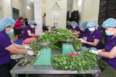 TPHCM - Long An “bắt tay” sản xuất thực phẩm sạch