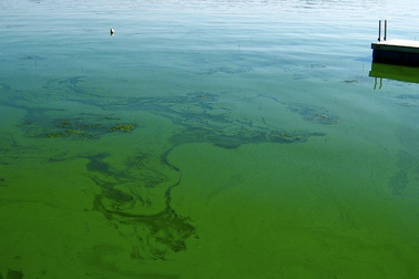 Tảo xanh lam có thể giúp con người sống trên Sao Hỏa?