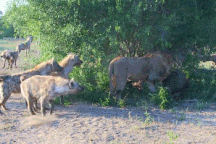 Sư tử đực đơn độc bị đàn linh cẩu bao vây và cái kết