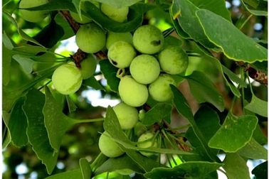 Những thảo dược kiểm soát rối loạn tiền đình hiệu quả 