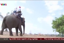 Báo động sức khoẻ đàn voi nhà Tây Nguyên