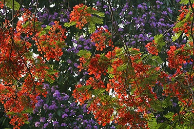 Đi qua những mùa hoa Hà Nội