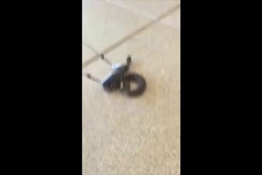 Video dùng gậy đánh golf bắt rắn như chuyên gia ở Mỹ