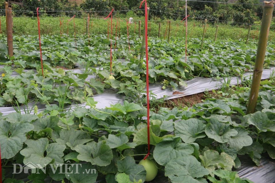 Trồng giống dưa lạ, chín trái nào thương lái khuân sạch - 3 Trồng giống dưa lạ, chín trái nào thương lái khuân sạch - 3