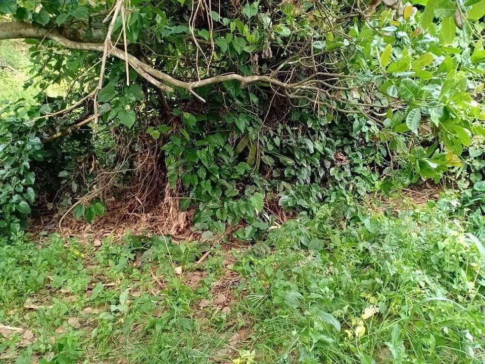Điều tra vụ thi thể không đầu trong bụi rậm - 1 Điều tra vụ thi thể không đầu trong bụi rậm - 1