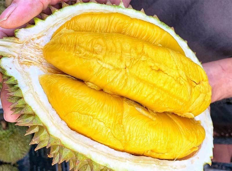 Sầu riêng ngon nhất thế giới ồ ạt về Việt Nam, rẻ chưa từng có - 1 Sầu riêng ngon nhất thế giới ồ ạt về Việt Nam, rẻ chưa từng có - 1