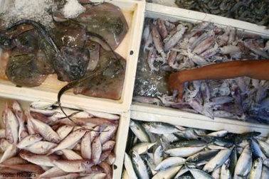 Hải sản có thể độc cho thận