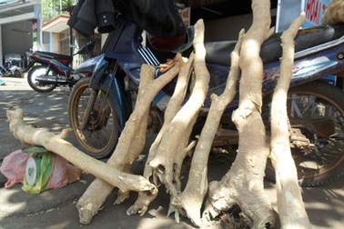 Thuốc quý được bán như… củi giữa phố